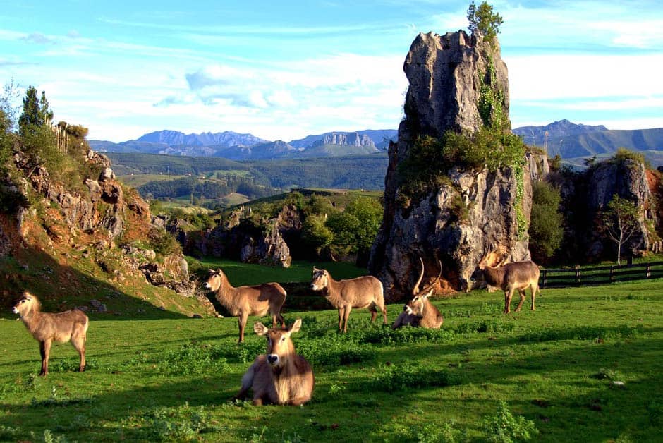 Ruta en la caravana con niños Cabarceno