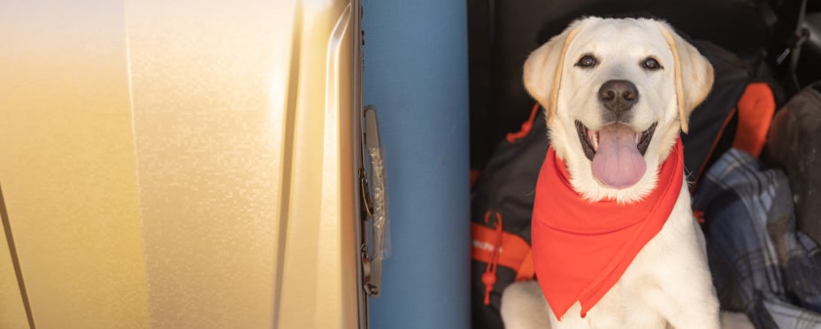 rutas en autocaravana por españa caravaning plaza autocaravana con perros